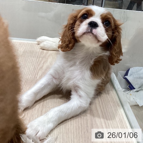徳島県のキャバリアキングチャールズスパニエル (ペットプラス 徳島店/2025年10月28日生まれ/女の子/ブレンハイム)の子犬の4枚目の画像
