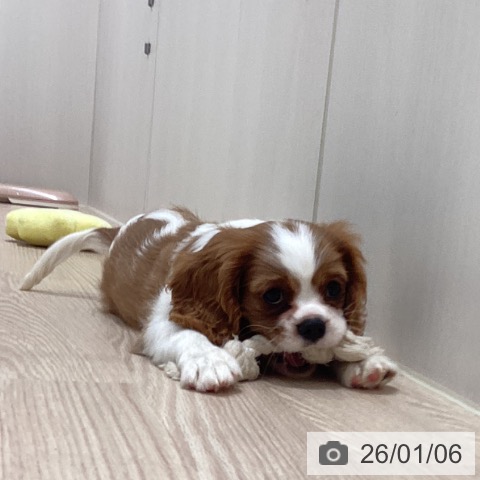 徳島県のキャバリアキングチャールズスパニエル (ペットプラス 徳島店/2025年10月28日生まれ/女の子/ブレンハイム)の子犬の3枚目の画像