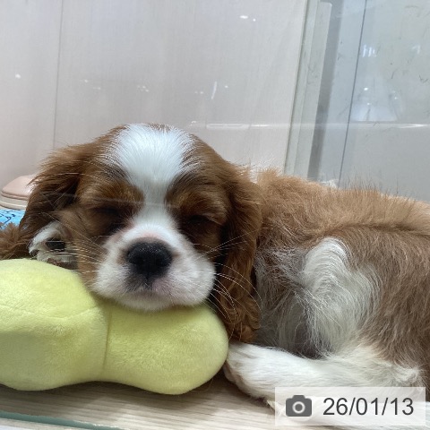 徳島県のキャバリアキングチャールズスパニエル (ペットプラス 徳島店/2025年10月28日生まれ/女の子/ブレンハイム)の子犬の3枚目の画像