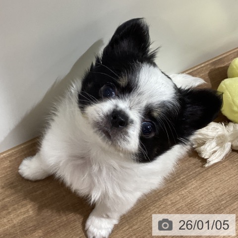 鳥取県のチワワ(ロング) (ペッツワン 日吉津店/2025年11月1日生まれ/男の子/ホワイトブラッククリーム)の子犬の4枚目の画像