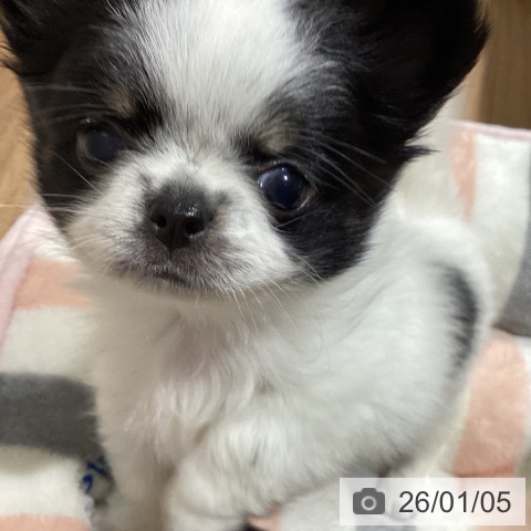 鳥取県のチワワ(ロング) (ペッツワン 日吉津店/2025年11月1日生まれ/男の子/ホワイトブラッククリーム)の子犬の3枚目の画像