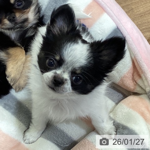 鳥取県のチワワ(ロング) (ペッツワン 日吉津店/2025年11月1日生まれ/男の子/ホワイトブラッククリーム)の子犬の3枚目の画像