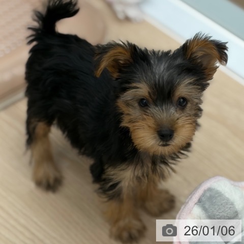 京都府のヨークシャーテリア (ペットプラス 京都桂川店/2025年10月28日生まれ/男の子/スチールブルータン)の子犬の4枚目の画像