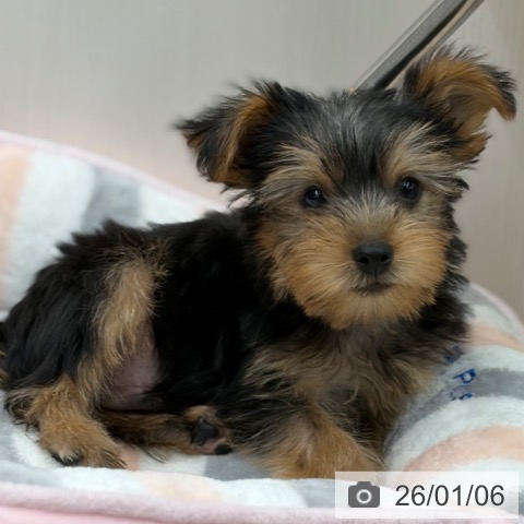 京都府のヨークシャーテリア (ペットプラス 京都桂川店/2025年10月28日生まれ/男の子/スチールブルータン)の子犬の3枚目の画像