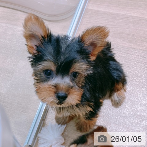 大阪府のヨークシャーテリア (ペットプラス イオン大日店/2025年10月28日生まれ/女の子/スチールブルータン)の子犬の4枚目の画像