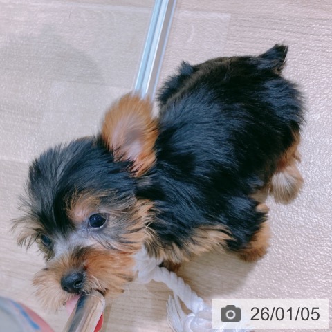 大阪府のヨークシャーテリア (ペットプラス イオン大日店/2025年10月28日生まれ/女の子/スチールブルータン)の子犬の3枚目の画像