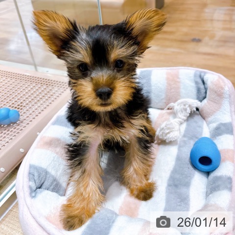 大阪府のヨークシャーテリア (ペットプラス イオン大日店/2025年10月28日生まれ/女の子/スチールブルータン)の子犬の4枚目の画像