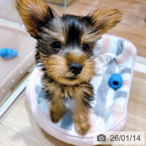 大阪府のヨークシャーテリア (ペットプラス イオン大日店/2025年10月28日生まれ/女の子/スチールブルータン)の子犬の3枚目の画像