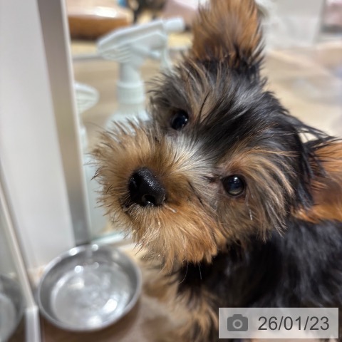 ヨークシャー・テリアの写真