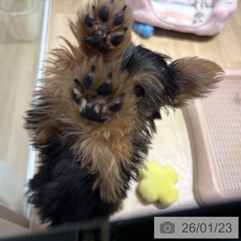 大阪府のヨークシャーテリア (ペットプラス イオン大日店/2025年10月28日生まれ/女の子/スチールブルータン)の子犬の4枚目の画像