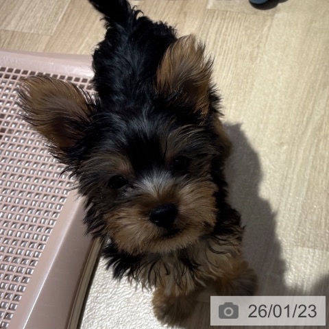 大阪府のヨークシャーテリア (ペットプラス イオン大日店/2025年10月28日生まれ/女の子/スチールブルータン)の子犬の3枚目の画像