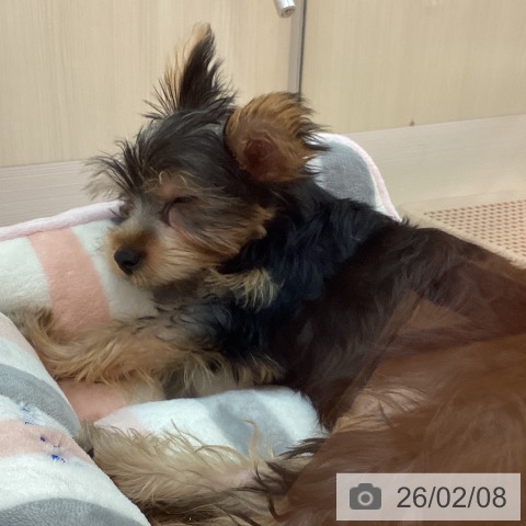 兵庫県のヨークシャーテリア (ペットプラス 姫路大津店/2025年10月28日生まれ/女の子/スチールブルータン)の子犬の4枚目の画像