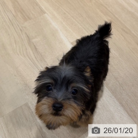 大阪府のヨークシャーテリア (ペットプラス 四條畷店/2025年10月28日生まれ/女の子/スチールブルータン)の子犬の4枚目の画像