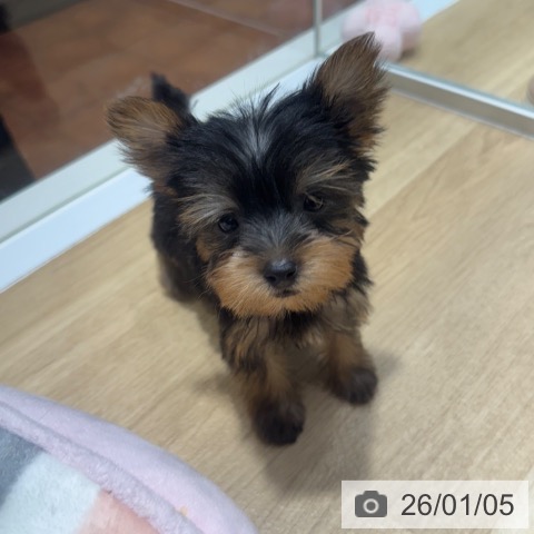 大阪府のヨークシャーテリア (ペットプラス 四條畷店/2025年10月28日生まれ/女の子/スチールブルータン)の子犬の3枚目の画像