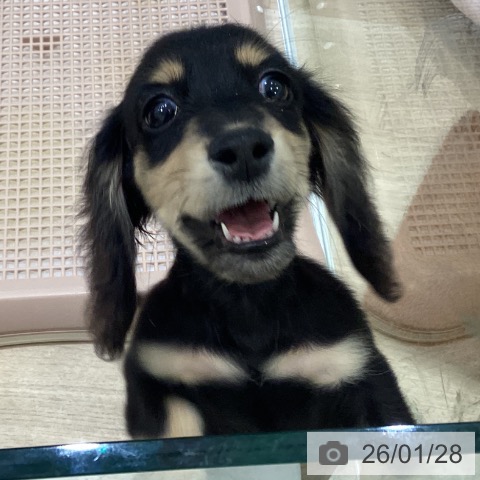 大阪府のミニチュアダックスフンド(ロング) (ペットプラス 堺北花田店/2025年10月31日生まれ/男の子/ブラックイエロー)の子犬の4枚目の画像