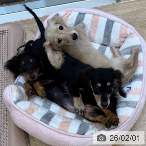 大阪府のミニチュアダックスフンド(ロング) (ペットプラス 堺北花田店/2025年10月31日生まれ/男の子/ブラックイエロー)の子犬の3枚目の画像