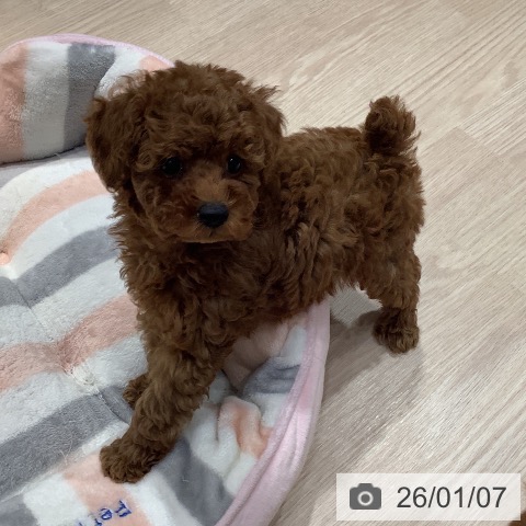 岡山県のトイプードル(トイ) (ペットプラス 岡山店/2025年11月1日生まれ/男の子/レッド)の子犬の3枚目の画像