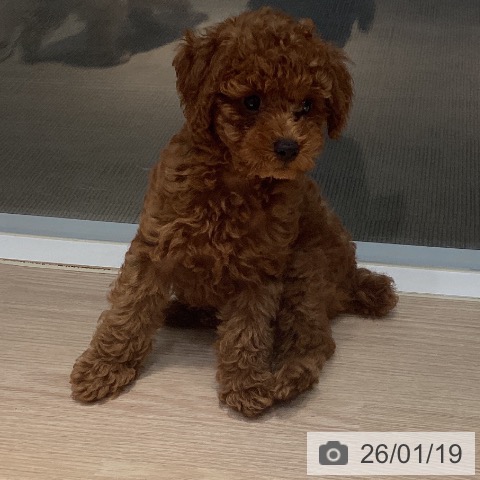 岡山県のトイプードル(トイ) (ペットプラス 岡山店/2025年11月1日生まれ/男の子/レッド)の子犬の3枚目の画像