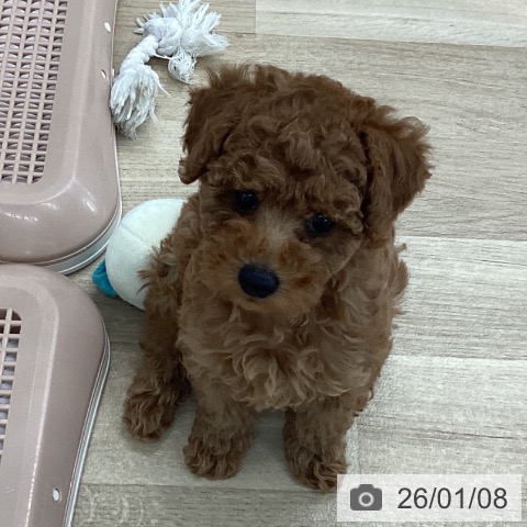 トイ・プードルの写真