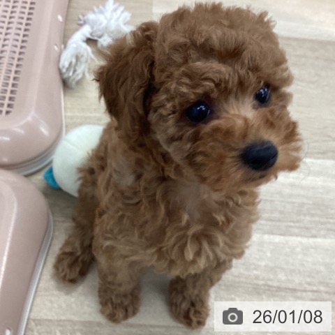 愛媛県のトイプードル(トイ) (ペットプラス 新居浜店/2025年11月1日生まれ/女の子/アプリコット)の子犬の4枚目の画像