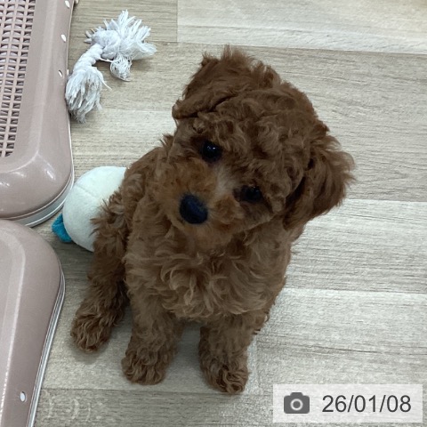 愛媛県のトイプードル(トイ) (ペットプラス 新居浜店/2025年11月1日生まれ/女の子/アプリコット)の子犬の3枚目の画像