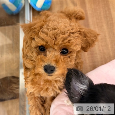 岡山県のトイプードル(トイ) (ペッツワン 岡山南店/2025年11月1日生まれ/女の子/アプリコット)の子犬の3枚目の画像