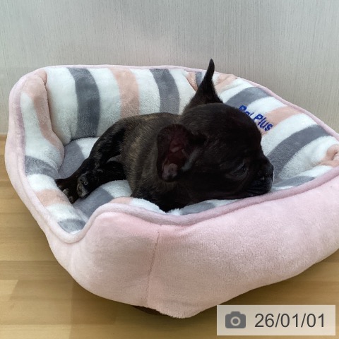香川県のフレンチブルドッグ (ペットプラス 高松店/2025年10月31日生まれ/男の子/ブリンドル)の子犬の4枚目の画像