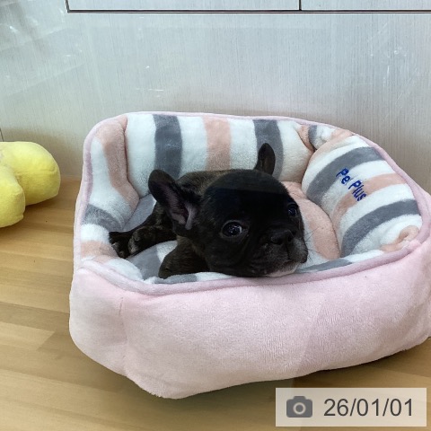香川県のフレンチブルドッグ (ペットプラス 高松店/2025年10月31日生まれ/男の子/ブリンドル)の子犬の3枚目の画像