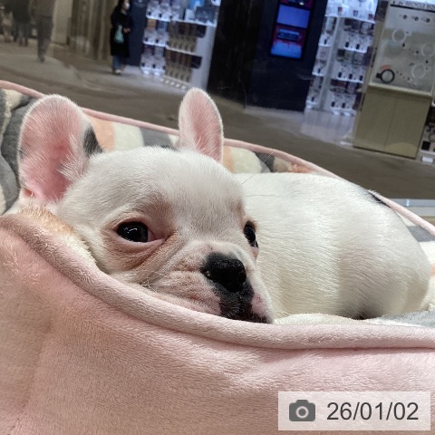 徳島県のフレンチブルドッグ (ペットプラス 徳島店/2025年10月31日生まれ/男の子/パイド)の子犬の4枚目の画像