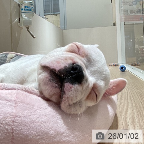 徳島県のフレンチブルドッグ (ペットプラス 徳島店/2025年10月31日生まれ/男の子/パイド)の子犬の3枚目の画像