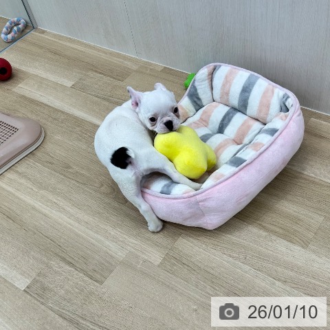 大阪府のフレンチブルドッグ (ペットプラス 松原店/2025年10月31日生まれ/女の子/パイド)の子犬の4枚目の画像