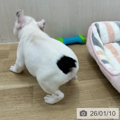 大阪府のフレンチブルドッグ (ペットプラス 松原店/2025年10月31日生まれ/女の子/パイド)の子犬の3枚目の画像