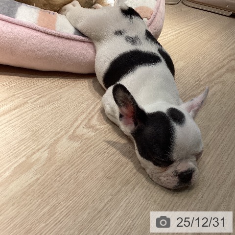 岡山県のフレンチブルドッグ (ペットプラス 岡山店/2025年10月31日生まれ/女の子/パイド)の子犬の3枚目の画像