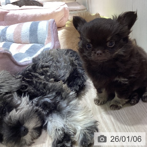 岡山県のチワワ(ロング) (ペットプラス 岡山店/2025年11月2日生まれ/男の子/チョコレートクリーム)の子犬の4枚目の画像