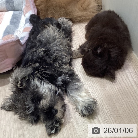 岡山県のチワワ(ロング) (ペットプラス 岡山店/2025年11月2日生まれ/男の子/チョコレートクリーム)の子犬の3枚目の画像