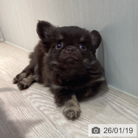 岡山県のチワワ(ロング) (ペットプラス 岡山店/2025年11月2日生まれ/男の子/チョコレートクリーム)の子犬の3枚目の画像