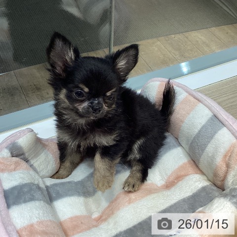 岡山県のチワワ(ロング) (ペットプラス 岡山店/2025年11月2日生まれ/男の子/ブラッククリーム)の子犬の4枚目の画像