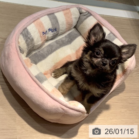 岡山県のチワワ(ロング) (ペットプラス 岡山店/2025年11月2日生まれ/男の子/ブラッククリーム)の子犬の3枚目の画像