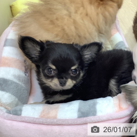 岡山県のチワワ(ロング) (ペットプラス 岡山店/2025年11月2日生まれ/女の子/ブラッククリーム)の子犬の3枚目の画像