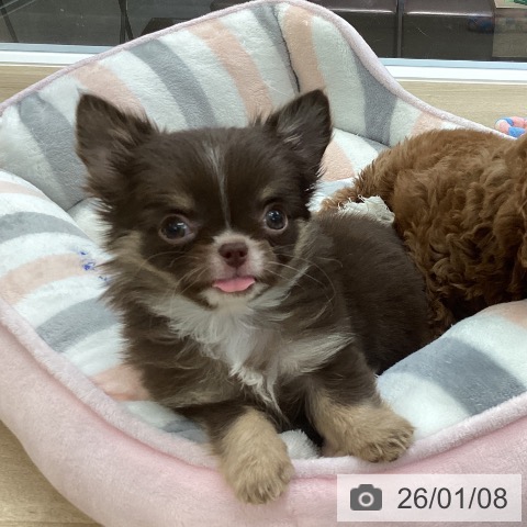 愛媛県のチワワ(ロング) (ペットプラス 新居浜店/2025年11月2日生まれ/女の子/チョコレートクリームホワイト)の子犬の4枚目の画像