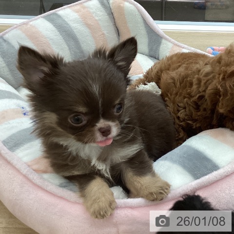 愛媛県のチワワ(ロング) (ペットプラス 新居浜店/2025年11月2日生まれ/女の子/チョコレートクリームホワイト)の子犬の3枚目の画像