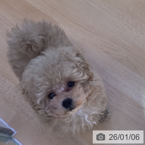 香川県のトイプードル(トイ) (ペットプラス 綾川店/2025年10月23日生まれ/男の子/アプリコット)の子犬の4枚目の画像