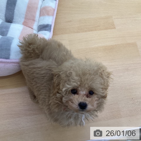 香川県のトイプードル(トイ) (ペットプラス 綾川店/2025年10月23日生まれ/男の子/アプリコット)の子犬の3枚目の画像