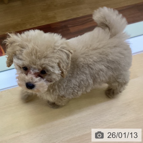 香川県のトイプードル(トイ) (ペットプラス 綾川店/2025年10月23日生まれ/男の子/アプリコット)の子犬の3枚目の画像