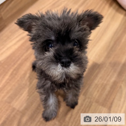 岡山県のミニチュアシュナウザー (ペッツワン 岡山南店/2025年11月1日生まれ/男の子/ソルトペッパー)の子犬の4枚目の画像