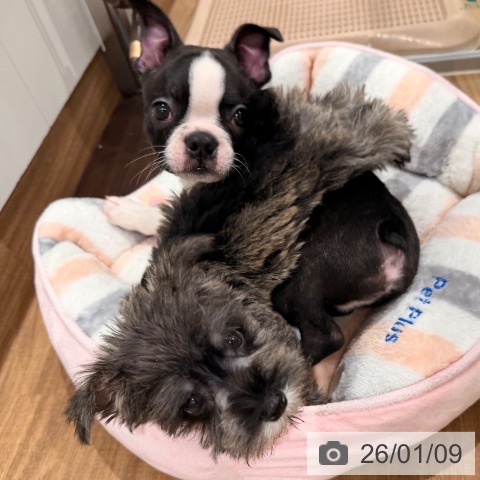 岡山県のミニチュアシュナウザー (ペッツワン 岡山南店/2025年11月1日生まれ/男の子/ソルトペッパー)の子犬の3枚目の画像