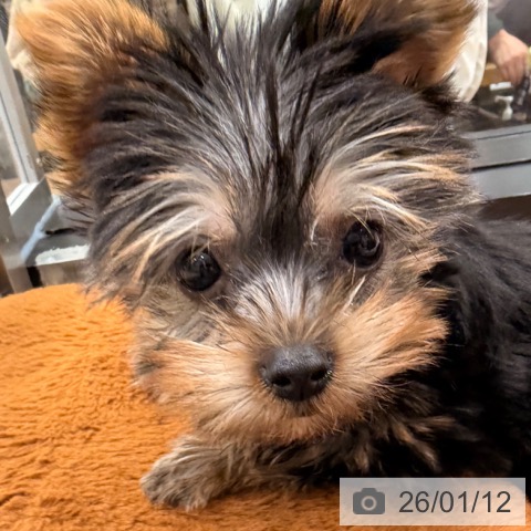 岡山県のヨークシャーテリア (ペットプラス 岡山店/2025年10月29日生まれ/女の子/スチールブルータン)の子犬の4枚目の画像