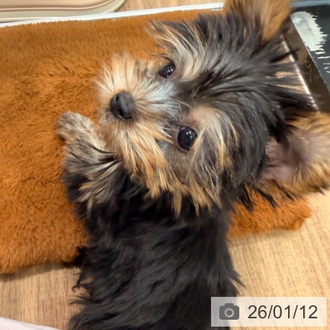 岡山県のヨークシャーテリア (ペットプラス 岡山店/2025年10月29日生まれ/女の子/スチールブルータン)の子犬の3枚目の画像