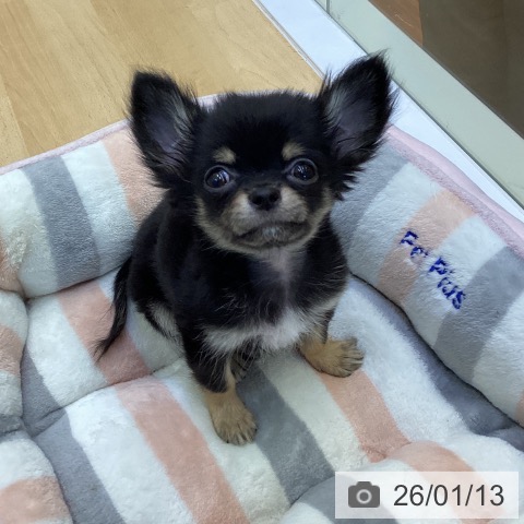 香川県のチワワ(ロング) (ペットプラス 綾川店/2025年11月2日生まれ/男の子/ブラッククリーム)の子犬の4枚目の画像