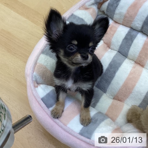 香川県のチワワ(ロング) (ペットプラス 綾川店/2025年11月2日生まれ/男の子/ブラッククリーム)の子犬の3枚目の画像